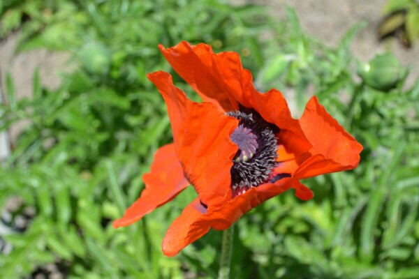 Oosterse klaproos Papaver orientale 'Allegro' 5-10 Pot P9