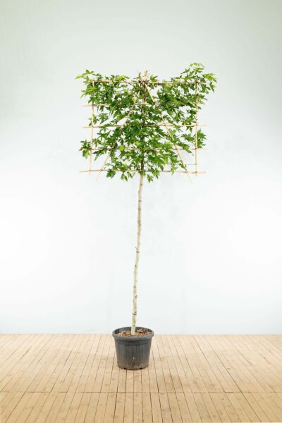 Liquidambar styraciflua 'Worplesdon' leiboom 10/12 40cm stam 120b x 180h