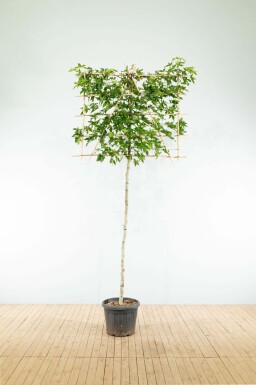 Liquidambar styraciflua 'Worplesdon' leiboom 10/12 40cm stam 120b x 180h