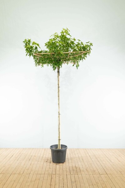 Amberboom Liquidambar styraciflua 'Worplesdon' Dakvorm stamomtrek 10-12 stamhoogte 240 Lei 120 x 120 Liquidambar styraciflua 'Worplesdon' dakvorm 10/12 240cm stam 120x120