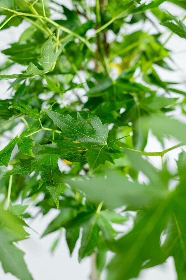 Amberboom Liquidambar styraciflua 'Worplesdon' Dakvorm stamomtrek 10-12 stamhoogte 240 Lei 120 x 120 Liquidambar styraciflua 'Worplesdon' dakvorm 10/12 240cm stam 120x120