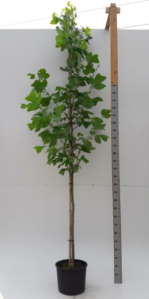 Liriodendron tulipifera hoogstam 20/25