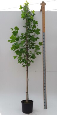 Liriodendron tulipifera hoogstam 20/25