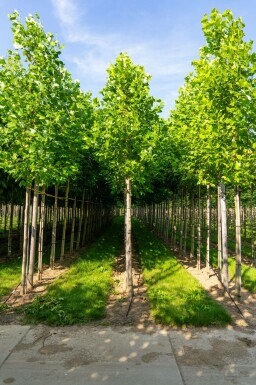 Liriodendron tulipifera hoogstam 20/25