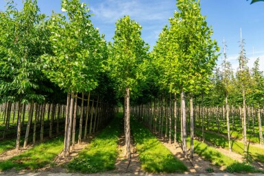 Liriodendron tulipifera hoogstam 20/25