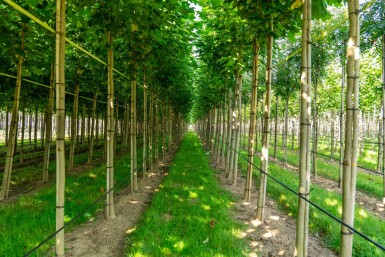 Liriodendron tulipifera hoogstam 20/25