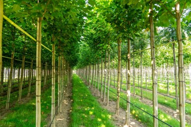 Liriodendron tulipifera hoogstam 20/25