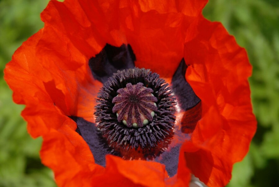 Oosterse klaproos Papaver orientale 'Brilliant' 5-10 Pot P9 Papaver orientale 'Brilliant'