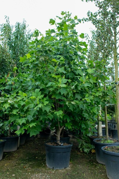 Liriodendron tulipifera meerstammig 400-450