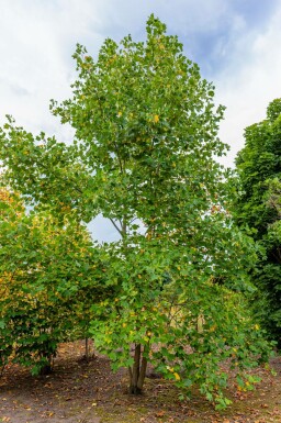 Liriodendron tulipifera meerstammig 400-450