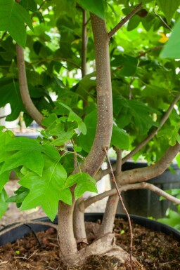 Liriodendron tulipifera meerstammig 400-450