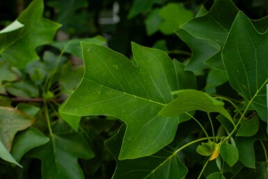 Liriodendron tulipifera meerstammig 400-450