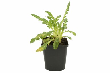 Klaproos Papaver orientale 'Princess Victoria Louise' 5-10 Pot P9 Papaver orientale 'Princess Victoria Louise'