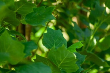 Liriodendron tulipifera 'Fastigiatum' hoogstam