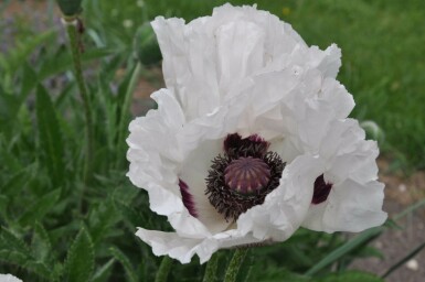 Klaproos Papaver orientale 'Royal Wedding' 5-10 Pot P9