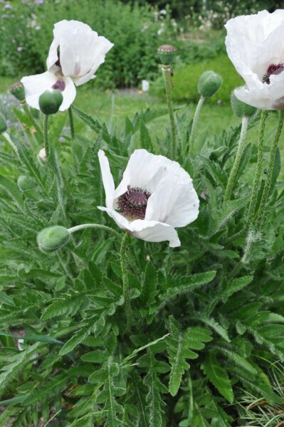 Klaproos Papaver orientale 'Royal Wedding' 5-10 Pot P9
