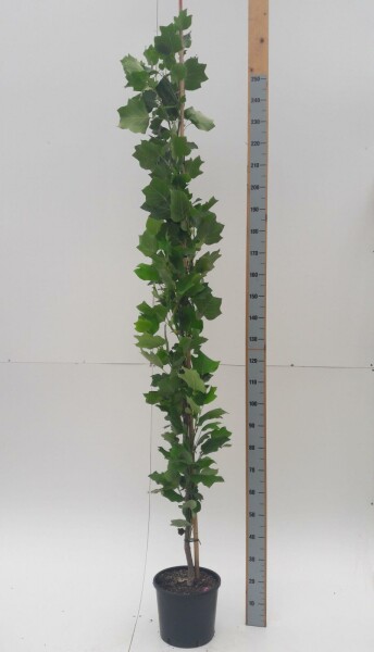 Liriodendron tulipifera 'Fastigiatum' beveerd 12/14