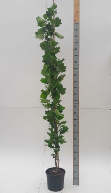 Zuilvormige amerikaanse tulpenboom Liriodendron tulipifera 'Fastigiatum' Beveerd Liriodendron tulipifera 'Fastigiatum' beveerd