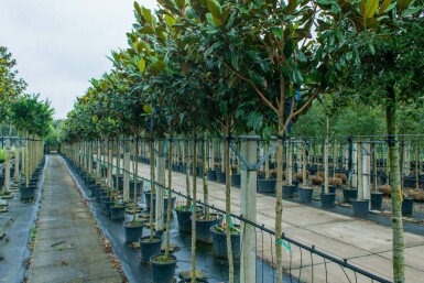 Magnolia grandiflora hoogstam 10/12
