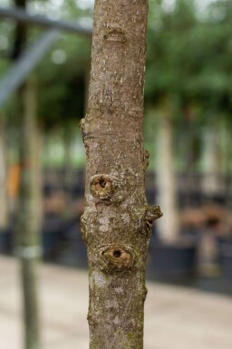 Magnolia grandiflora hoogstam 10/12