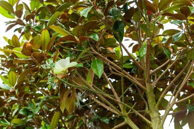 Magnolia grandiflora 'Galissonnière' hoogstam 10/12