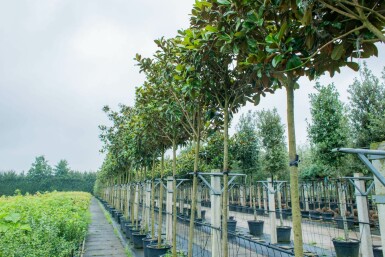 Beverboom Magnolia grandiflora 'Galissonnière' Hoogstam stamomtrek 14-16 P Magnolia grandiflora 'Galissonnière' hoogstam 14/16