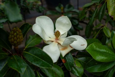 Magnolia grandiflora 'Galissonnière' hoogstam 10/12