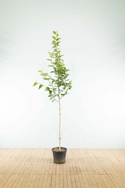 Noordelijke Japanse magnolia Magnolia kobus Hoogstam stamomtrek 6-8 P Magnolia kobus hoogstam 6/8