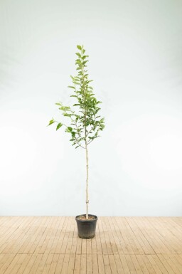 Noordelijke Japanse magnolia Magnolia kobus Hoogstam stamomtrek 6-8 P Magnolia kobus hoogstam 6/8