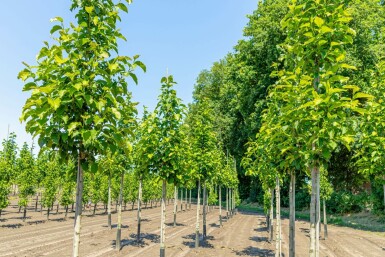 Noordelijke Japanse magnolia Magnolia kobus Hoogstam stamomtrek 6-8 P Magnolia kobus hoogstam 6/8