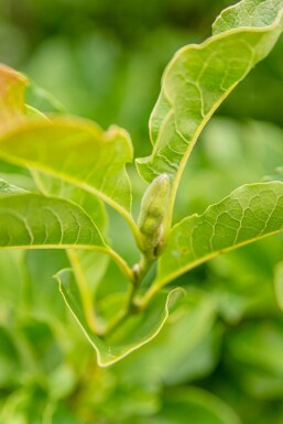 Noordelijke Japanse magnolia Magnolia kobus Hoogstam stamomtrek 6-8 P Magnolia kobus hoogstam 6/8
