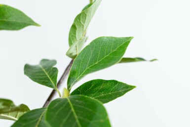 Noordelijke Japanse magnolia Magnolia kobus Hoogstam stamomtrek 6-8 P Magnolia kobus hoogstam 6/8