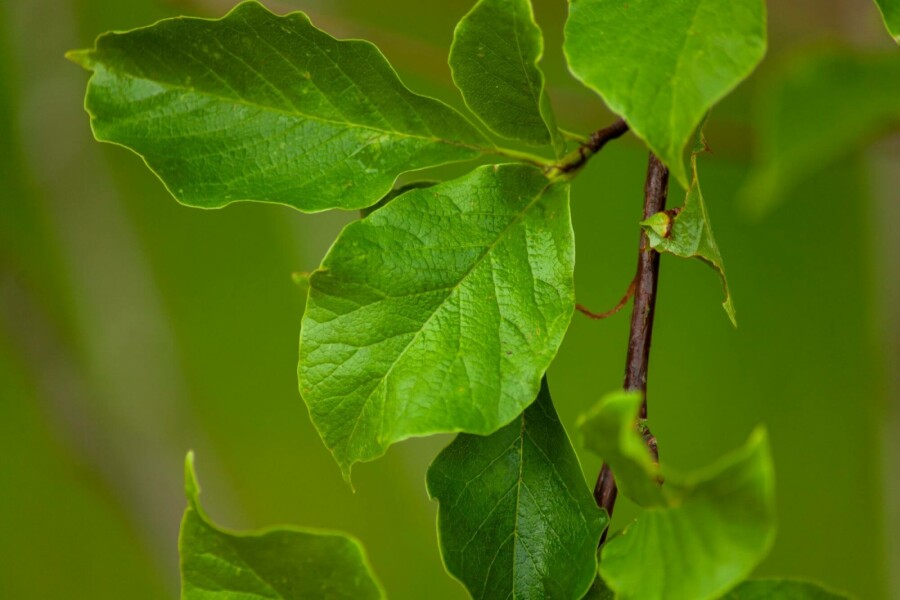 Noordelijke Japanse magnolia Magnolia kobus Meerstammig 200-250 P Magnolia kobus meerstammig 200-250