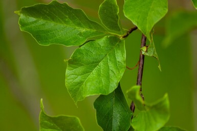 Noordelijke Japanse magnolia Magnolia kobus Meerstammig 200-250 P Magnolia kobus meerstammig 200-250