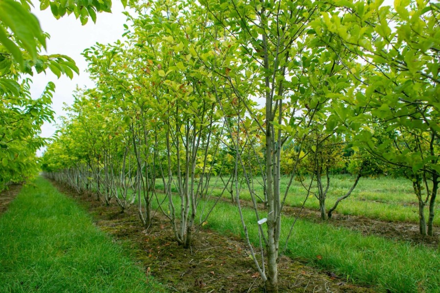 Noordelijke Japanse magnolia Magnolia kobus Meerstammig 200-250 P Magnolia kobus meerstammig 200-250