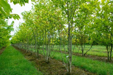 Magnolia kobus meerstammig 200-250