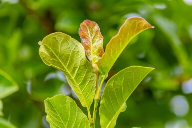 Magnolia kobus meerstammig 200-250