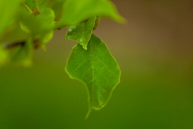 Noordelijke Japanse magnolia Magnolia kobus Meerstammig 200-250 P Magnolia kobus meerstammig 200-250