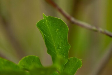 Noordelijke Japanse magnolia Magnolia kobus Meerstammig 200-250 P Magnolia kobus meerstammig 200-250