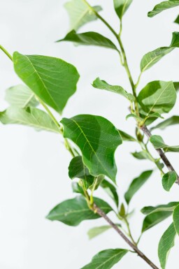 Noordelijke Japanse magnolia Magnolia kobus Meerstammig 200-250 P Magnolia kobus meerstammig 200-250