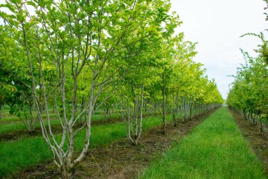 Magnolia kobus meerstammig 200-250