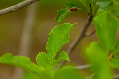 Noordelijke Japanse magnolia Magnolia kobus Meerstammig 200-250 P Magnolia kobus meerstammig 200-250