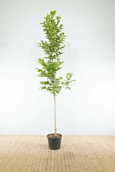 Grootbloemige beverboom Magnolia x loebneri 'Merrill' Hoogstam stamomtrek 20-25 P Magnolia x loebneri 'Merrill' hoogstam 20/25