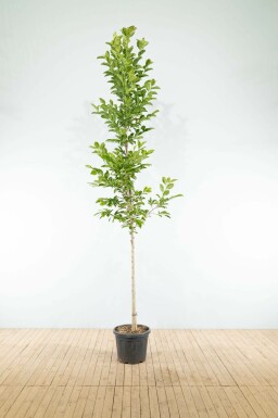 Grootbloemige beverboom Magnolia x loebneri 'Merrill' Hoogstam stamomtrek 20-25 P Magnolia x loebneri 'Merrill' hoogstam 20/25