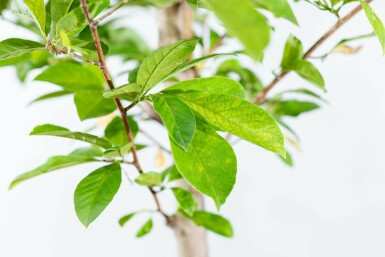 Magnolia x loebneri 'Merrill' hoogstam 8/10