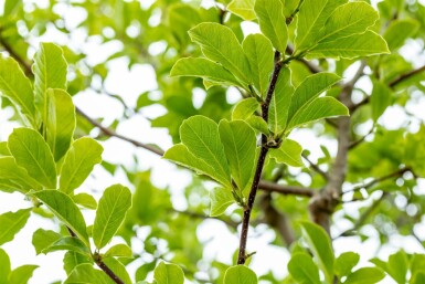 Grootbloemige beverboom Magnolia x loebneri 'Merrill' Hoogstam stamomtrek 20-25 P Magnolia x loebneri 'Merrill' hoogstam 20/25