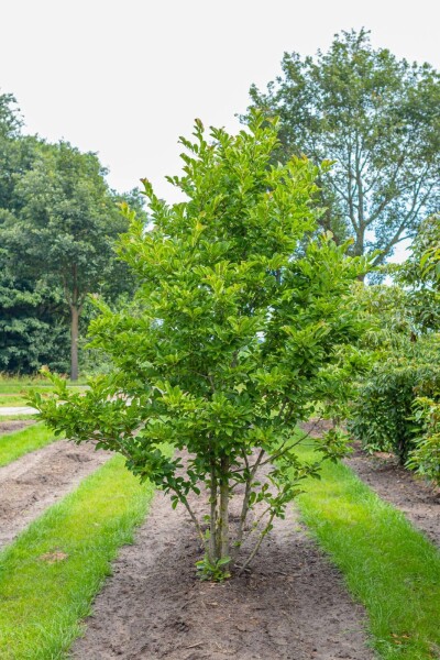 Grootbloemige beverboom Magnolia x loebneri 'Merrill' Meerstammig 200-250 P Magnolia x loebneri 'Merrill' meerstammig 200-250