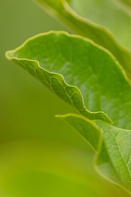 Magnolia x loebneri 'Merrill' meerstammig 200-250