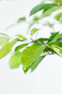 Grootbloemige beverboom Magnolia x loebneri 'Merrill' Meerstammig 200-250 P Magnolia x loebneri 'Merrill' meerstammig 200-250