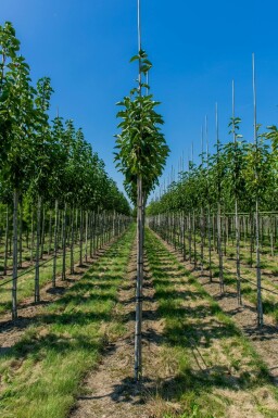 Beverboom Magnolia x soulangeana Hoogstam Magnolia x soulangeana hoogstam